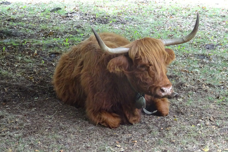 razza bovina: Highlander